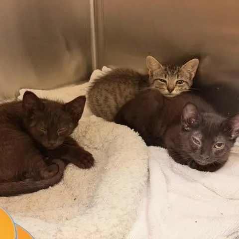A baby small-sized female Domestic Short Hair cat named Mermaid for adoption in Tustin, CA