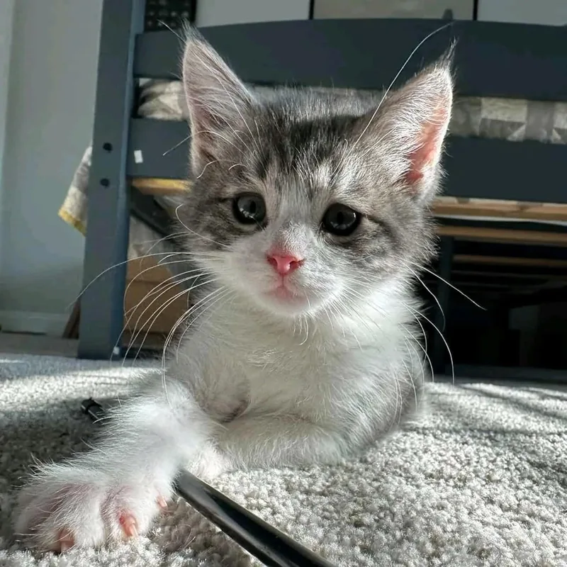 A young medium-sized male Gray & White Domestic Medium Hair cat named James for adoption in Stanley, NC