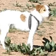 An adult medium-sized male Jack Russell Terrier dog named Romeo for adoption in Chino valley, AZ