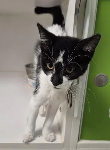 A baby small-sized female Domestic Short Hair cat named Thimble for adoption in Decatur, IL