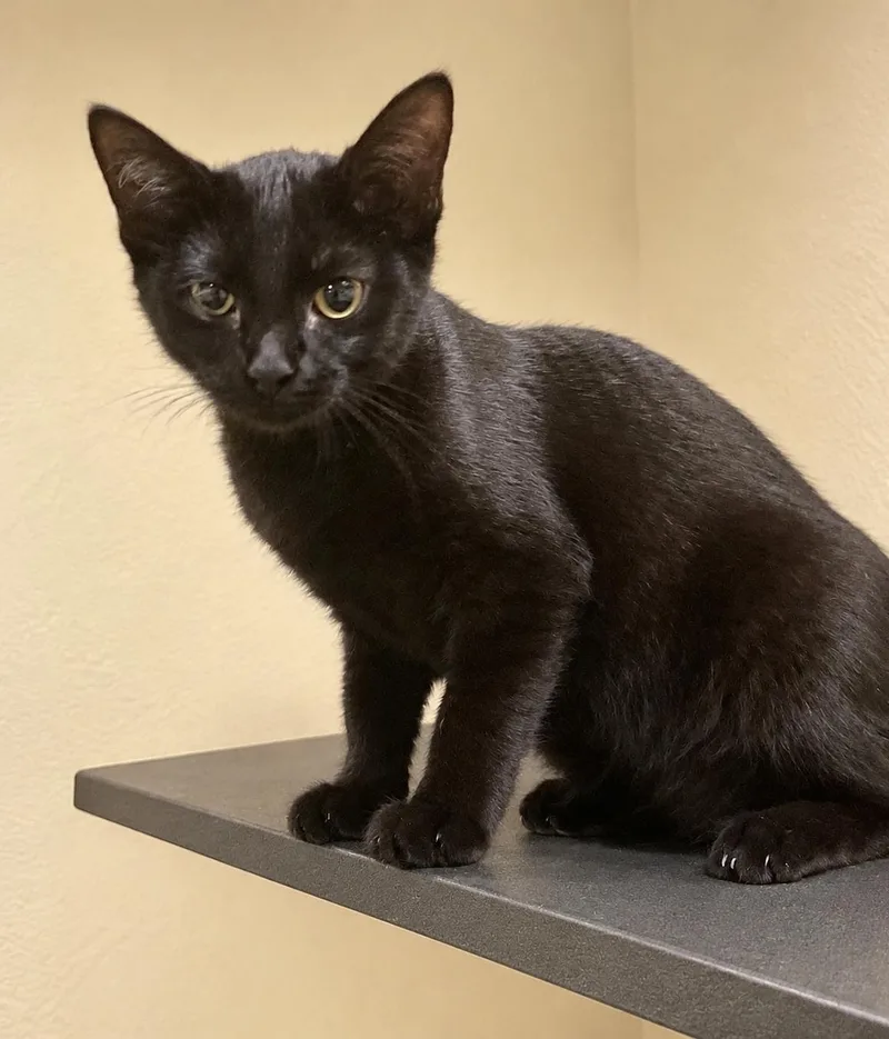 A baby medium-sized female Domestic Short Hair cat named Glory for adoption in Honeoye, NY