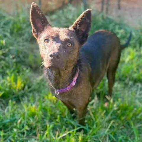 An adult medium-sized female Black Mixed Breed dog named Astoria for adoption in Fredericksburg, VA