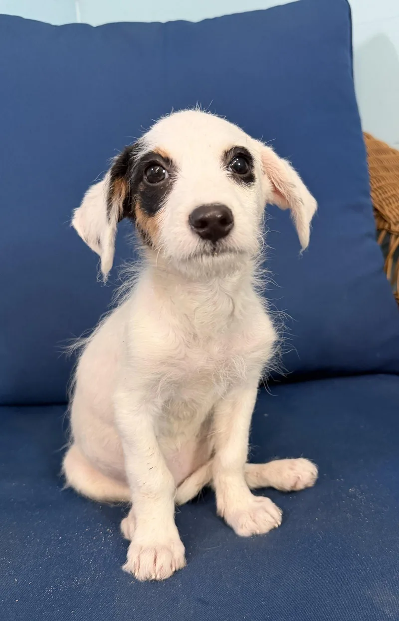 A baby small-sized female Terrier dog named Kiki Jul for adoption in Pacolet, SC