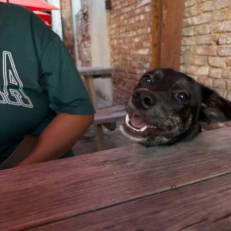 A baby medium-sized female Australian Cattle Dog / Blue Heeler dog named Gwen for adoption in Philadelphia, PA