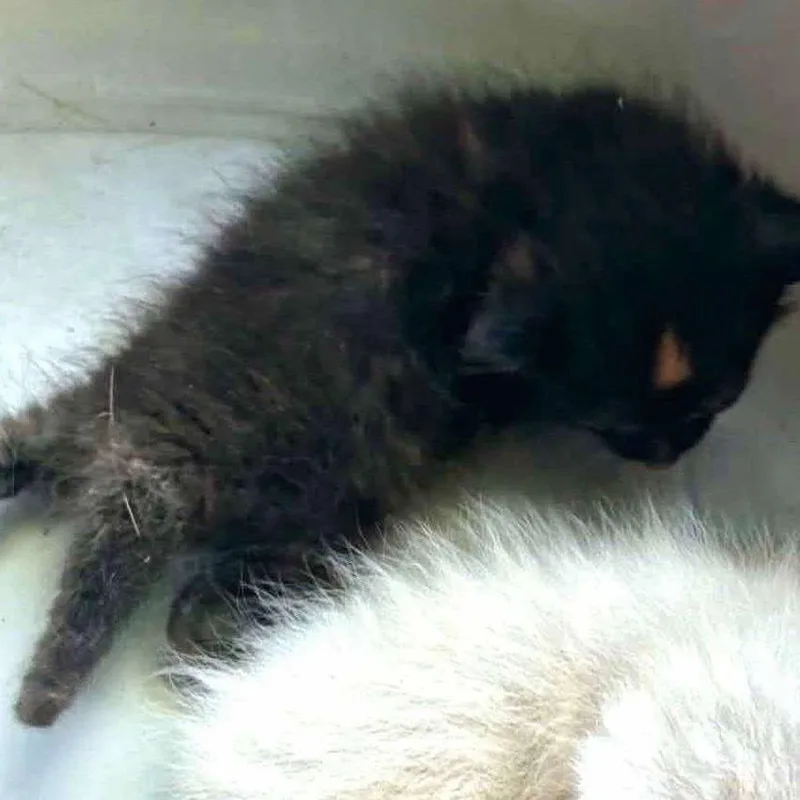 A baby small-sized female Tortoiseshell Domestic Short Hair cat named Izzy Wkh for adoption in Independence, MO