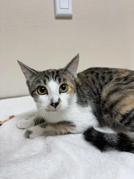 A young small-sized female Domestic Short Hair cat named Valerian for adoption in Sherwood, OR