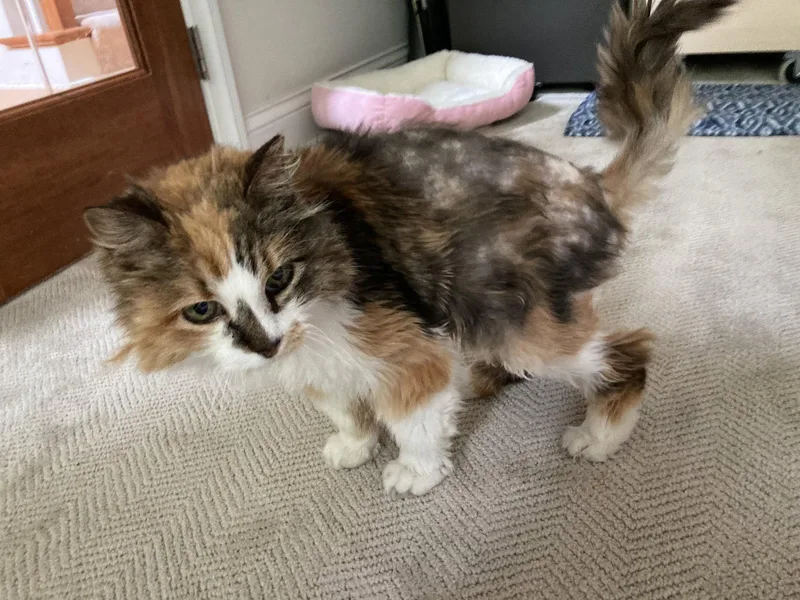 A senior medium-sized female Domestic Long Hair cat named Angela for adoption in Dublin, OH