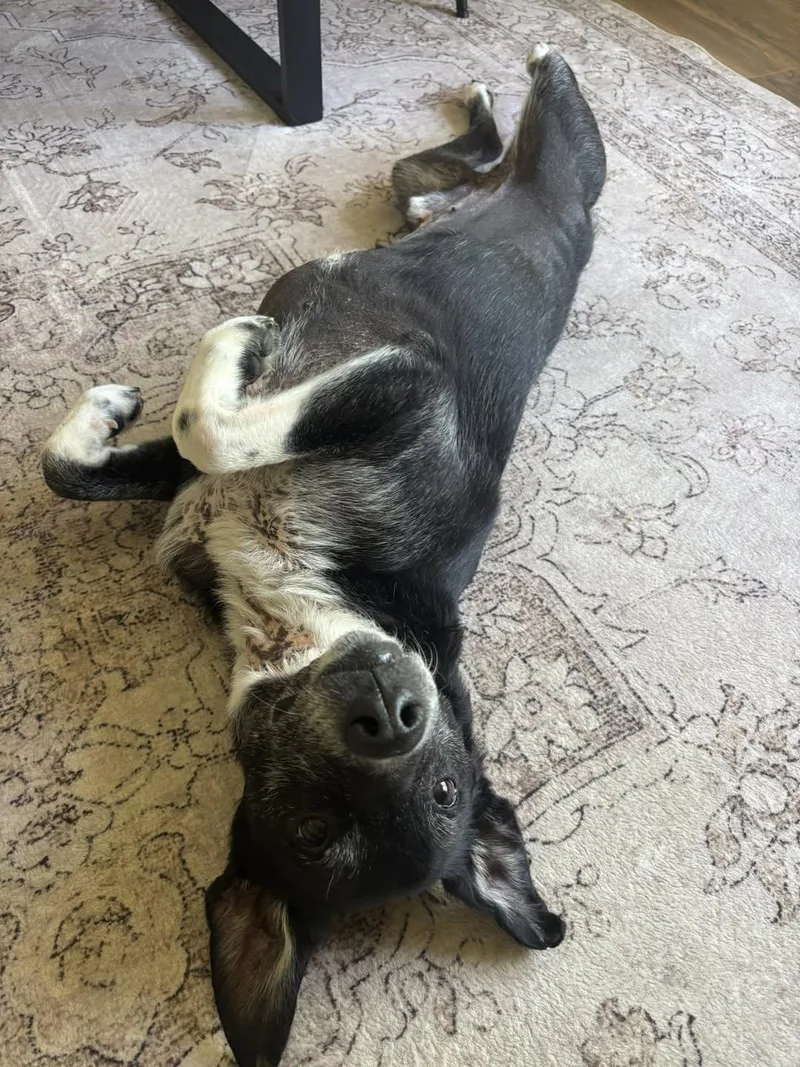 A senior medium-sized male Border Collie dog named Eeyore for adoption in Wappingers Falls, NY