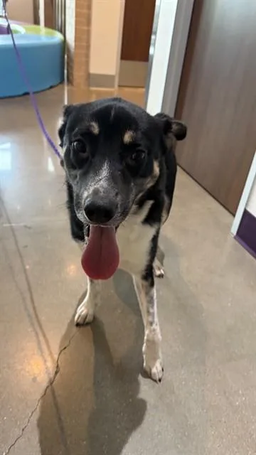 A young medium-sized male German Shepherd Dog dog named John for adoption in Houston, TX