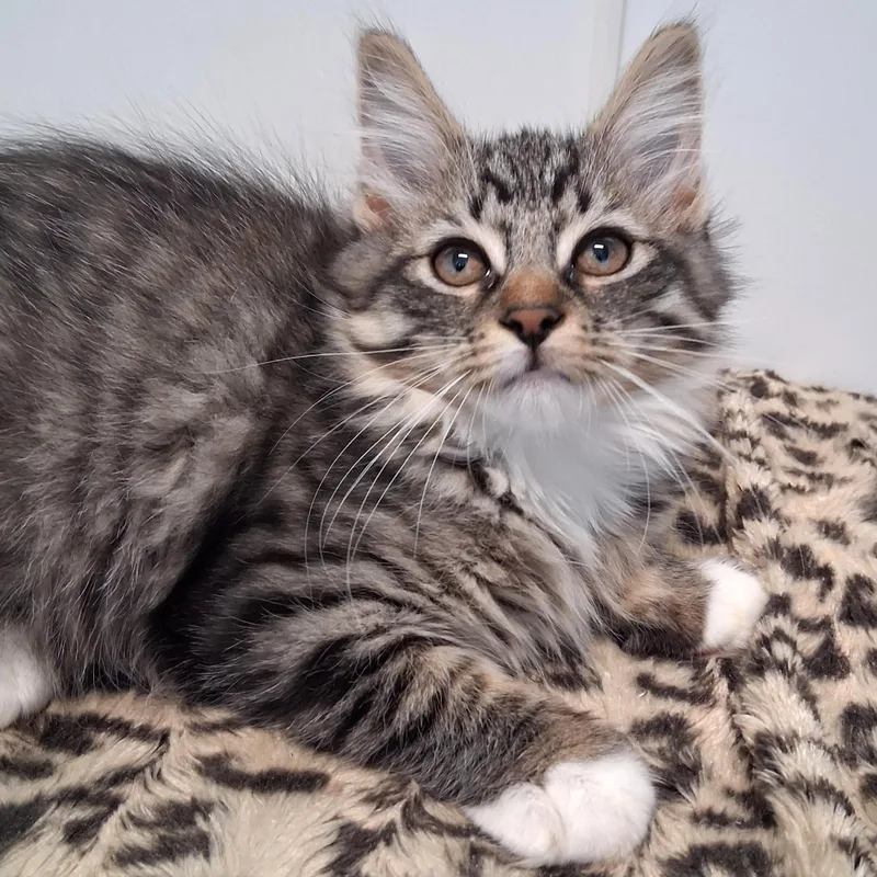 A young small-sized female Tabby (Brown / Chocolate) Domestic Long Hair cat named Autumn for adoption in Belmont, NY