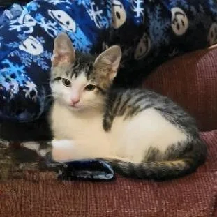 A baby small-sized male White Domestic Short Hair cat named Theodore for adoption in FAIRWAY, KS