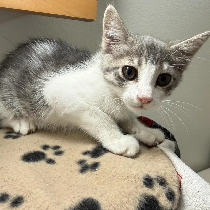 A baby small-sized male Gray / Blue / Silver Domestic Short Hair cat named DialUp for adoption in Westminster, CA