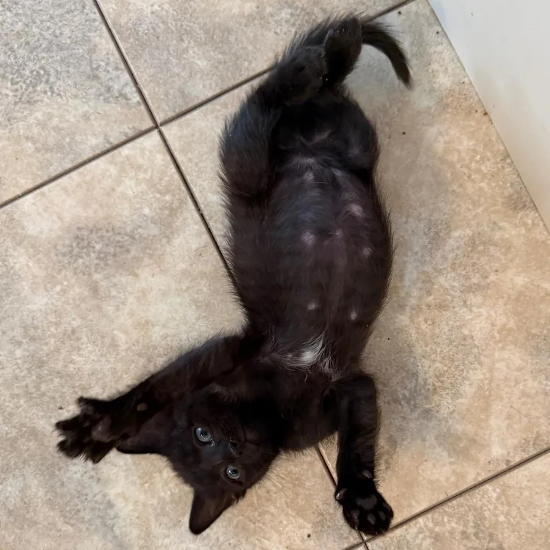 A baby small-sized male Black Domestic Short Hair cat named Edgar for adoption in Evensville, TN