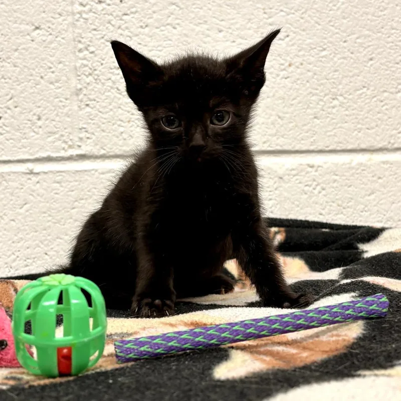 Edgar thumbnail 2