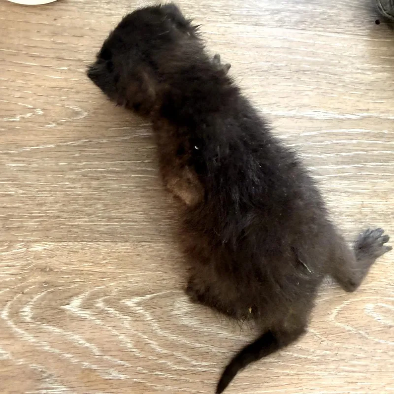 Edgar thumbnail 3