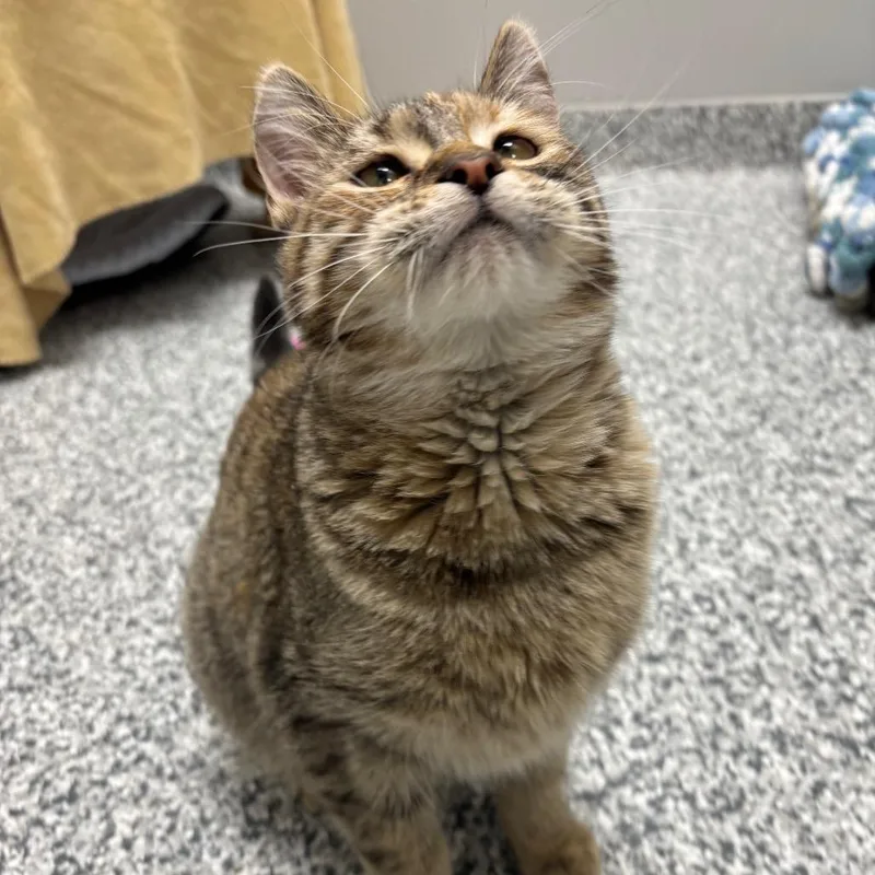 A young medium-sized female Brown / Chocolate Domestic Short Hair cat named Peach Mango for adoption in Brookfield, WI
