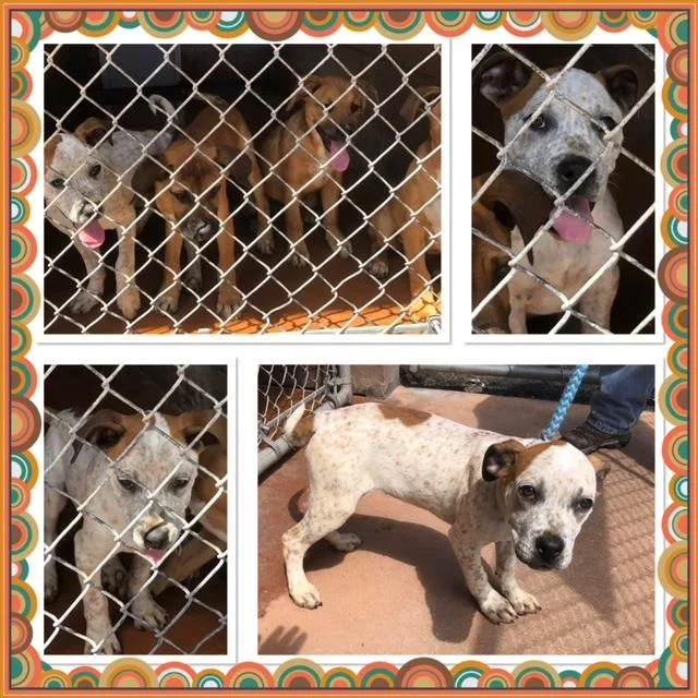 A baby medium-sized female White / Cream Boxer dog named Dapple for adoption in Buckhannon, WV