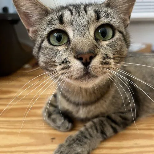 A young medium-sized female Tabby (Brown / Chocolate) Domestic Short Hair cat named Aperitif for adoption in Toms River, NJ