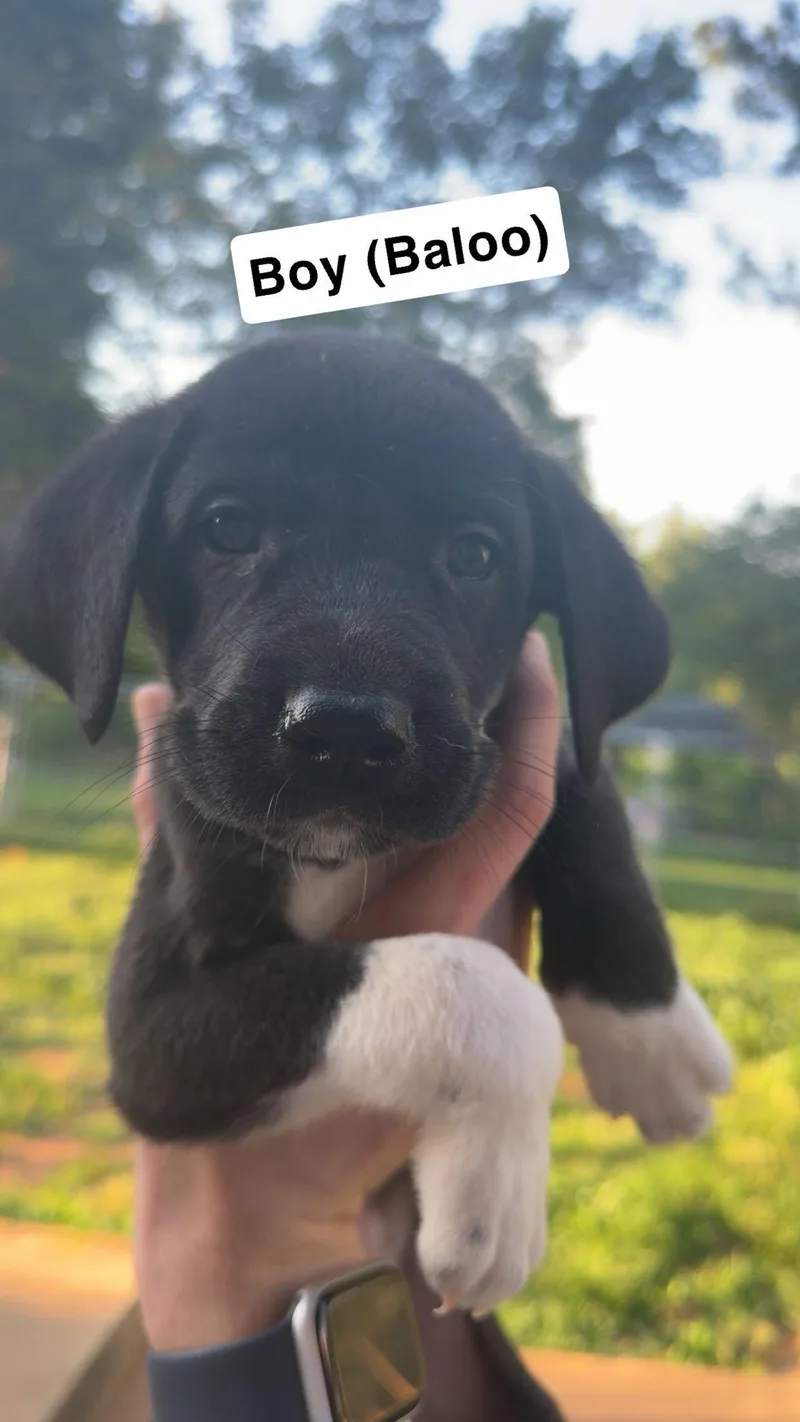 A baby extra large-sized male Great Dane dog named Baloo for adoption in Chambersburg, PA