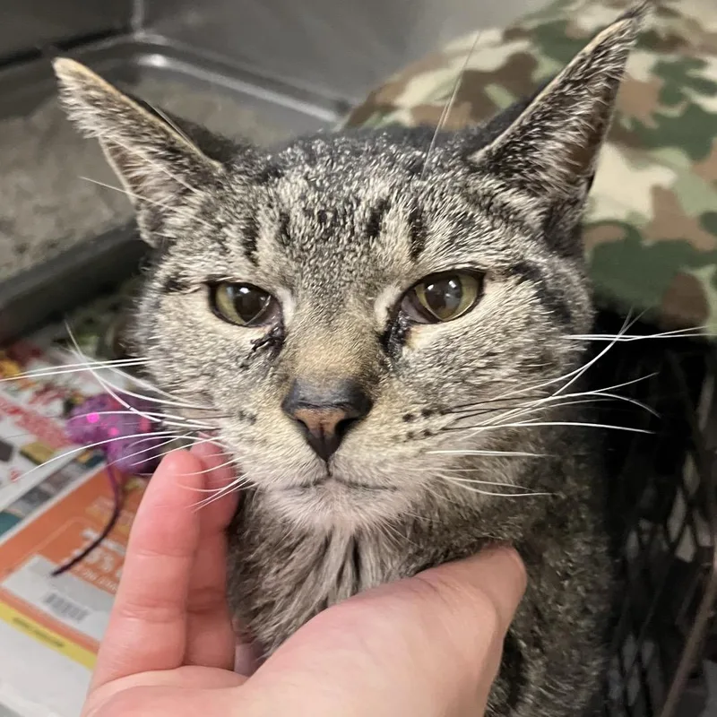 An adult medium-sized female Gray / Blue / Silver Domestic Short Hair cat named Layla for adoption in DeKalb, IL