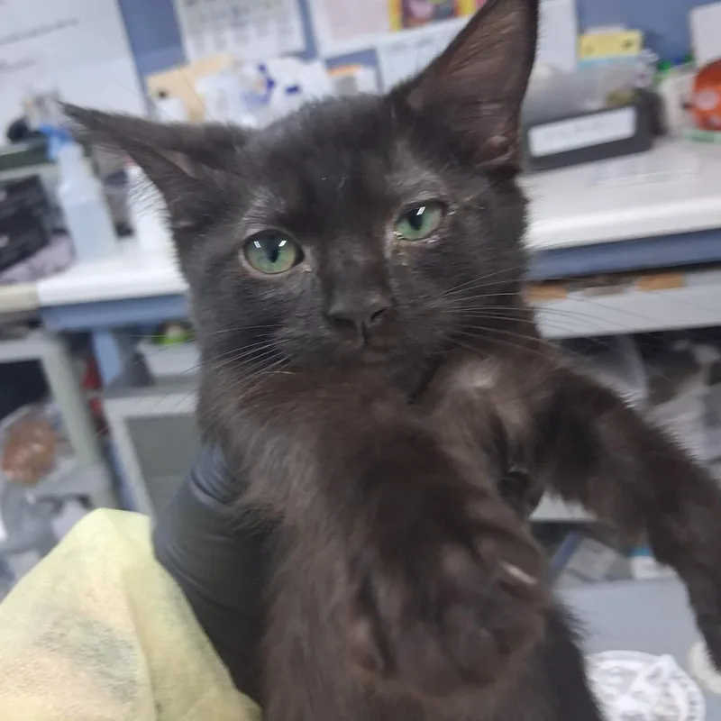 A baby small-sized female Black Domestic Short Hair cat named Largo for adoption in Marble, NC