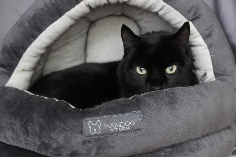 A senior large-sized male Black Domestic Short Hair cat named Thachery Binx for adoption in Chestertown, MD