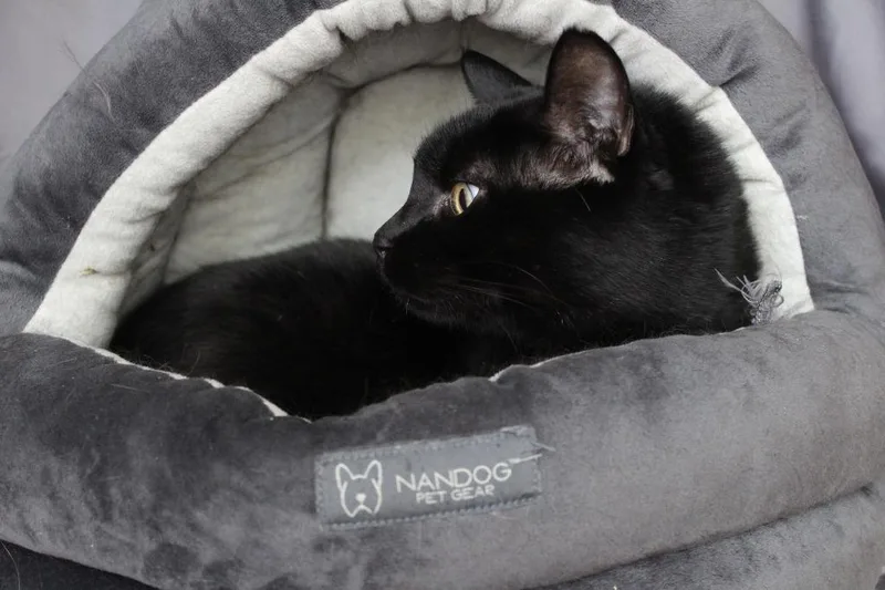 Thachery Binx thumbnail 2