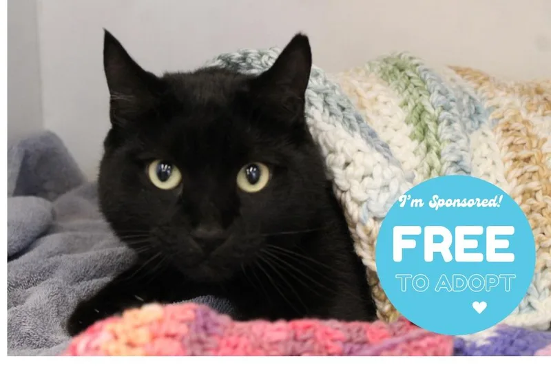 Thachery Binx thumbnail 3