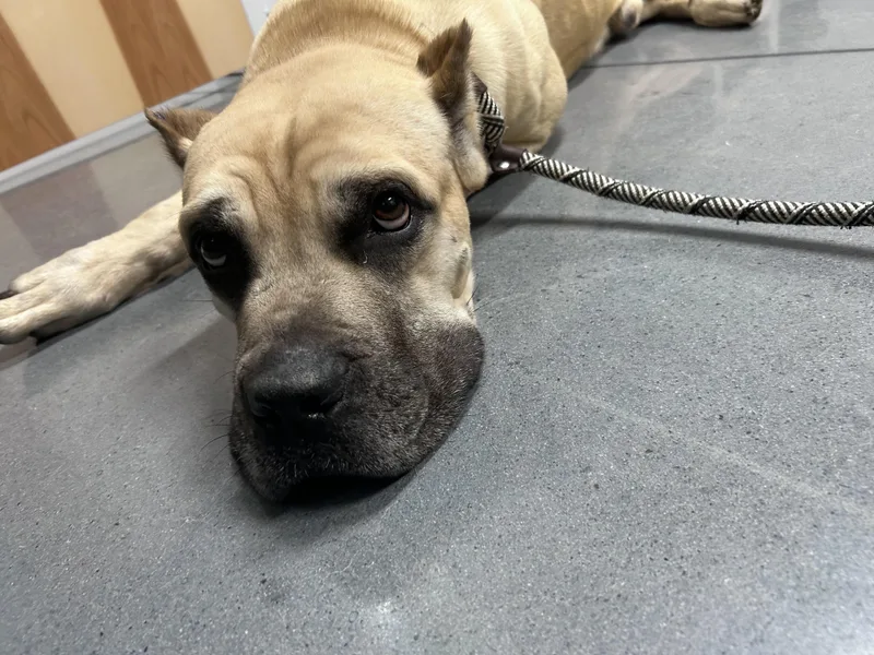 An adult large-sized male Cane Corso dog named Crumble for adoption in Winder, GA