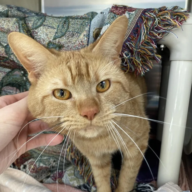 Macaveli thumbnail 2