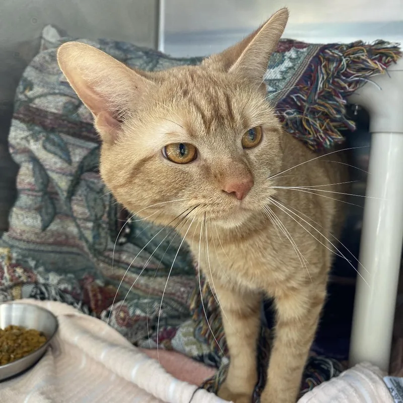 Macaveli thumbnail 3