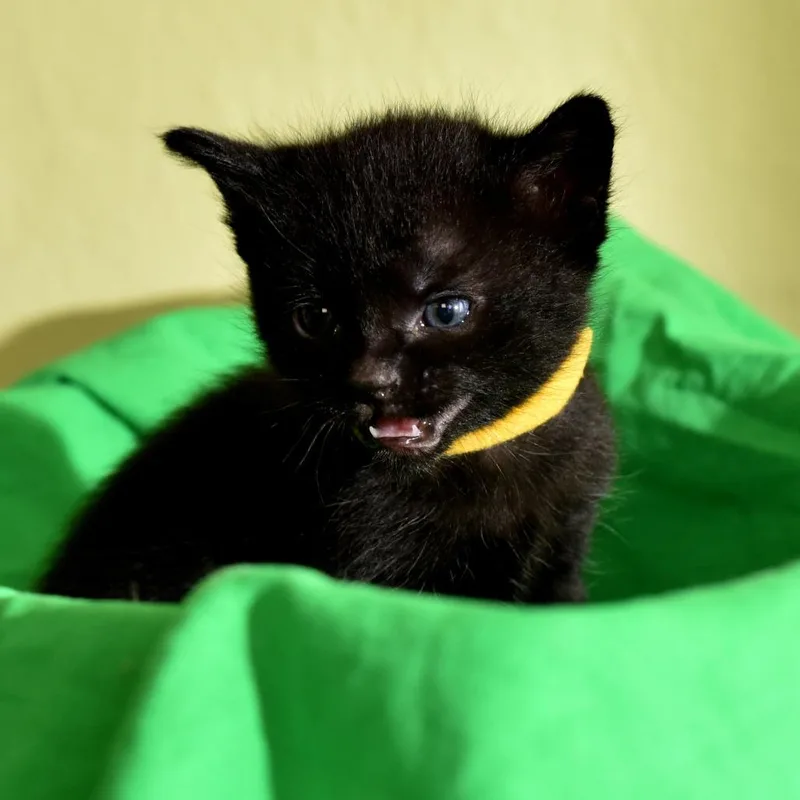 A baby small-sized male Black Domestic Short Hair cat named Richard Feynman for adoption in Portland, OR