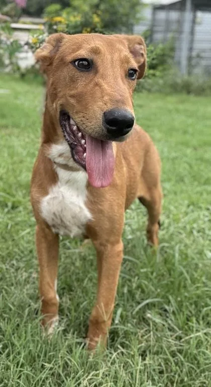 A young small-sized male Terrier dog named Sunny for adoption in San Antonio, TX