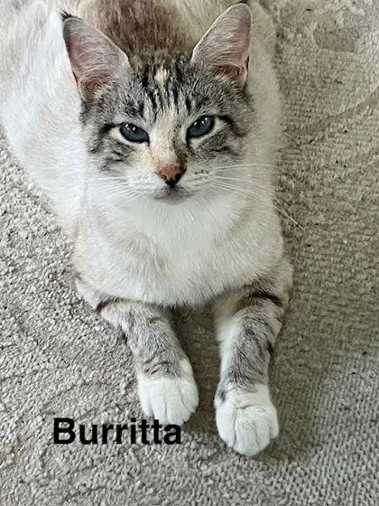 Burritta