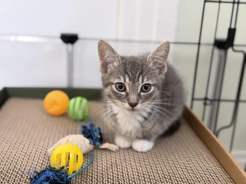 A baby large-sized male Gray & White Domestic Short Hair cat named Paul and Ruairi for adoption in Seattle, WA
