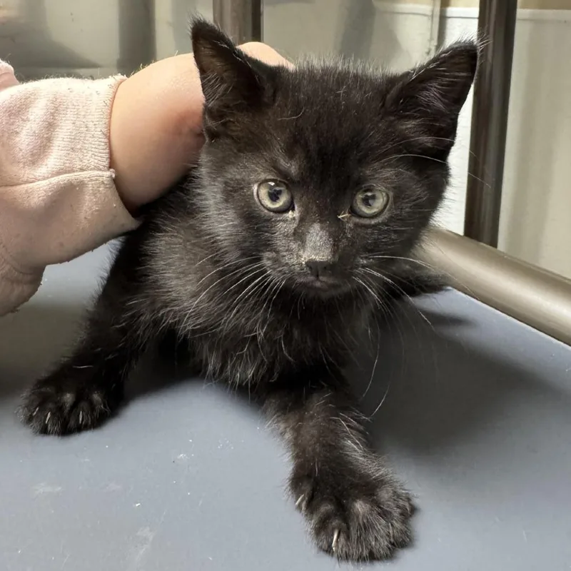 A baby small-sized male Gray / Blue / Silver American Shorthair cat named Fonzo for adoption in Blue Ridge, GA