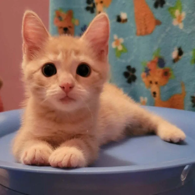 A baby medium-sized male Domestic Short Hair cat named Itchy for adoption in Candler, NC