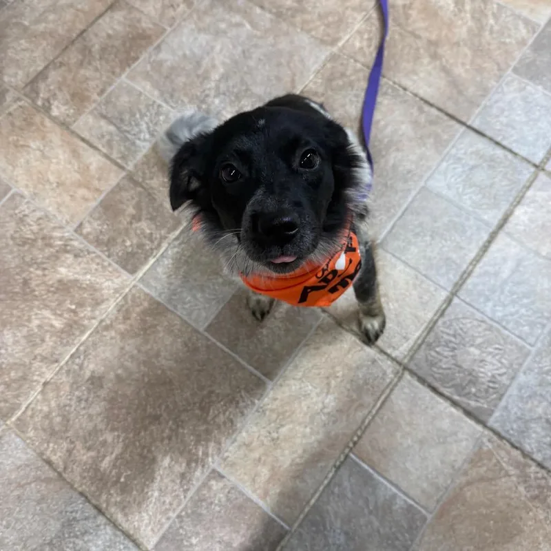 A young medium-sized female Border Collie dog named Poppy for adoption in Homer, NY