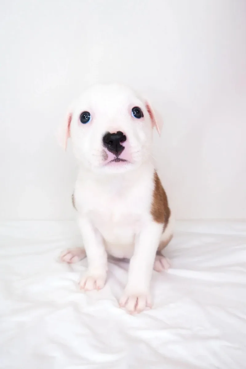 A baby medium-sized female White / Cream Australian Shepherd dog named Sue Ellen for adoption in Bixby, OK