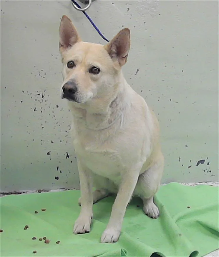 An adult large-sized female Labrador Retriever dog named Blondie for adoption in Houston, TX