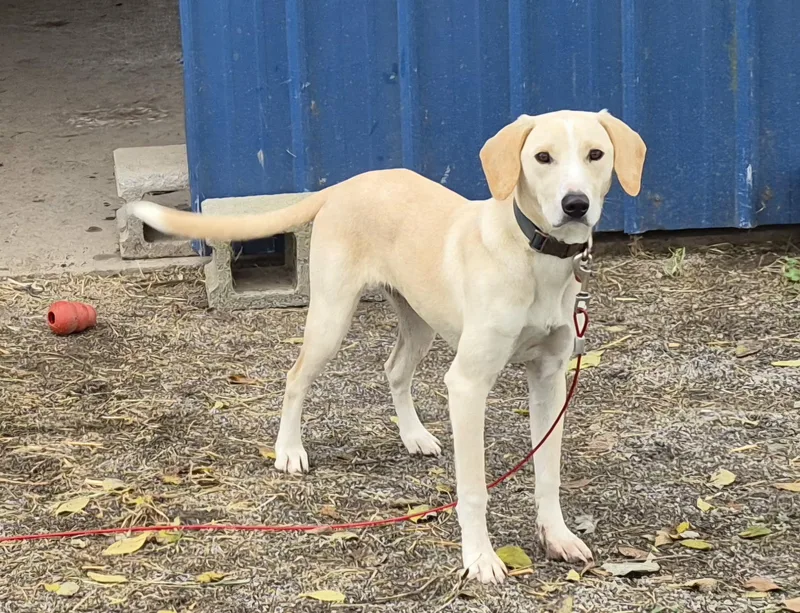 A young medium-sized male Apricot / Beige Treeing Walker Coonhound dog named Amos for adoption in Campbellsville, KY