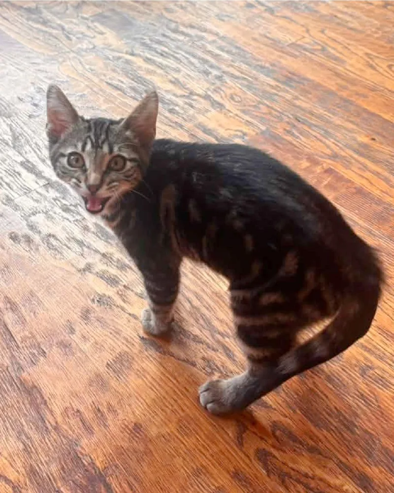 A young medium-sized male Tabby (Brown / Chocolate) Domestic Short Hair cat named Pawn for adoption in Frisco, TX