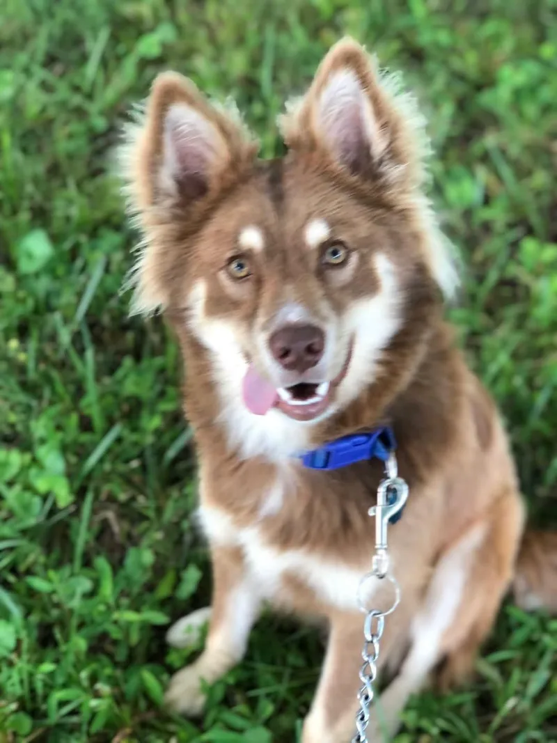 A young medium-sized male White / Cream Husky dog named Rusty for adoption in East Flat Rock, NC