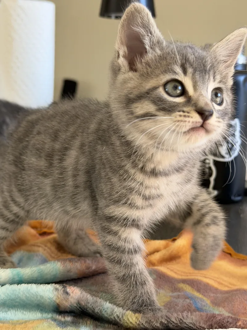 A baby large-sized female Domestic Short Hair cat named Judith for adoption in Penryn, CA