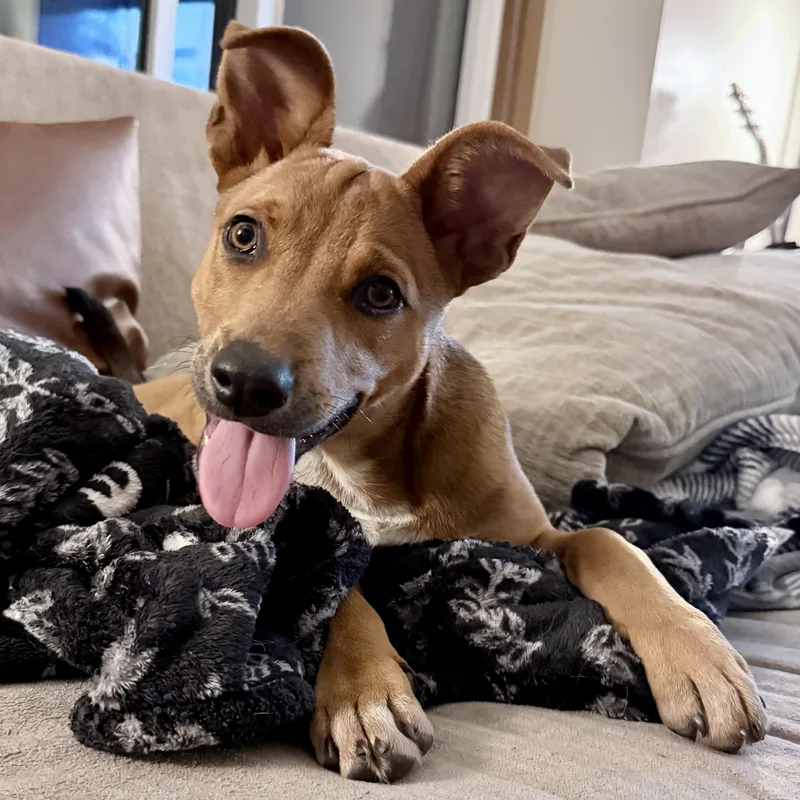 A baby medium-sized female Red / Chestnut / Orange Mixed Breed dog named Kit for adoption in Prior Lake, MN