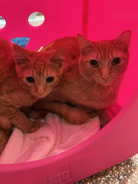 A young medium-sized female Domestic Short Hair cat named Saffron for adoption in Stratham, NH