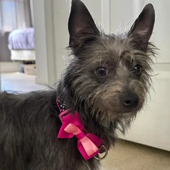 A young small-sized female Cairn Terrier dog named Dorothy for adoption in Palm Harbor, FL