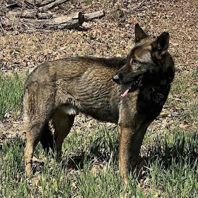 An adult large-sized male Sable German Shepherd Dog dog named Titus for adoption in New Ringgold, PA