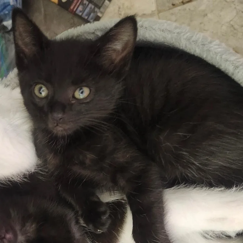 A baby medium-sized male Black Domestic Short Hair cat named Indian for adoption in Reynoldsburg, OH