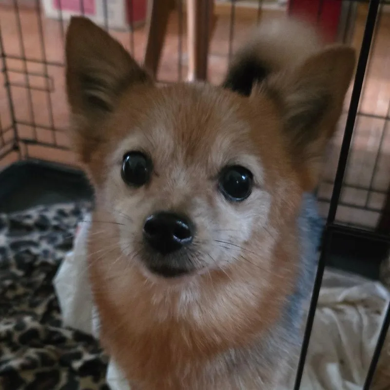 A senior small-sized male Red / Chestnut / Orange Pomeranian dog named Jr for adoption in Floresville, TX
